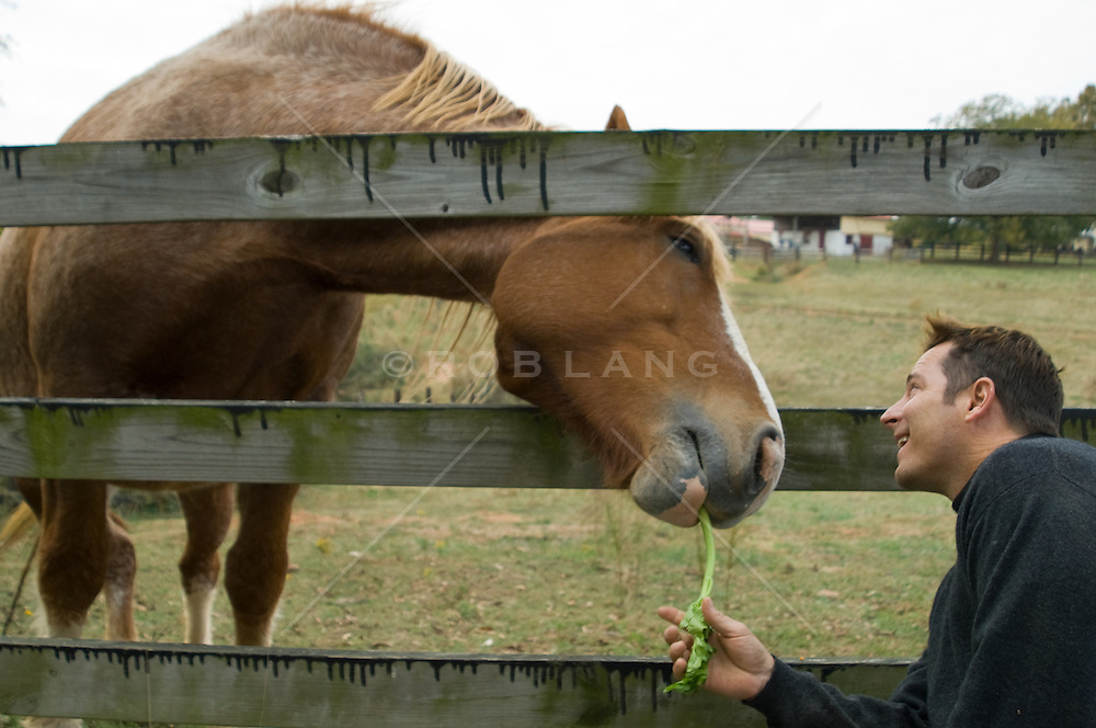 man-feeding-a-celery-to-a-horse-behind-a-fence.jpg