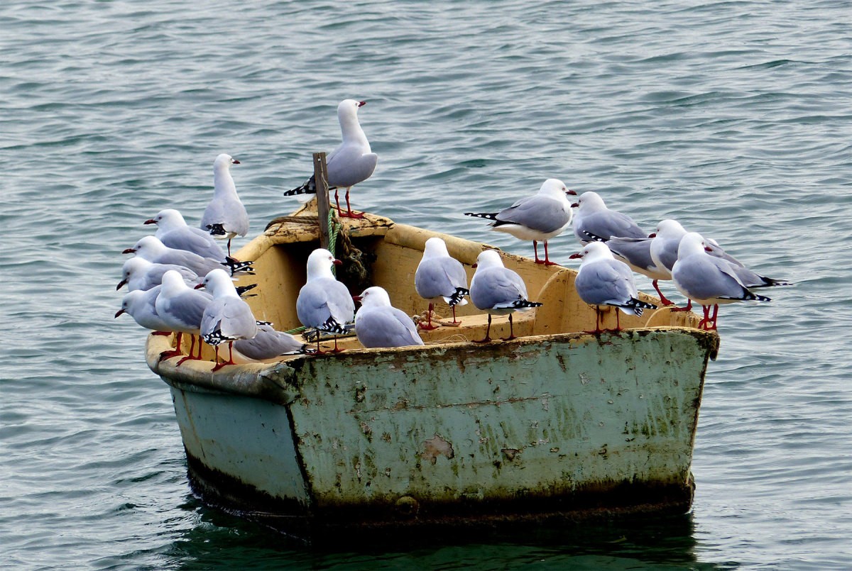 seagullsboat.jpg