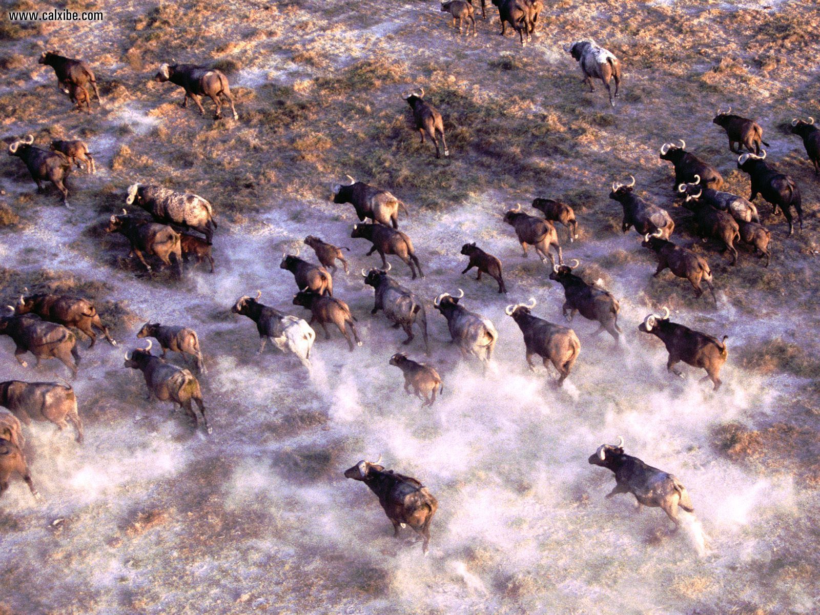 Stampede_African_Cape_Buffalo_Herd.jpg