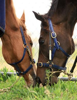 horses_narrowweb__300x389,0.jpg