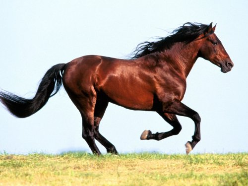 brown_horse_running.jpg