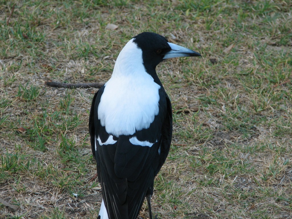 victor_harbor_20060317_0212.jpg