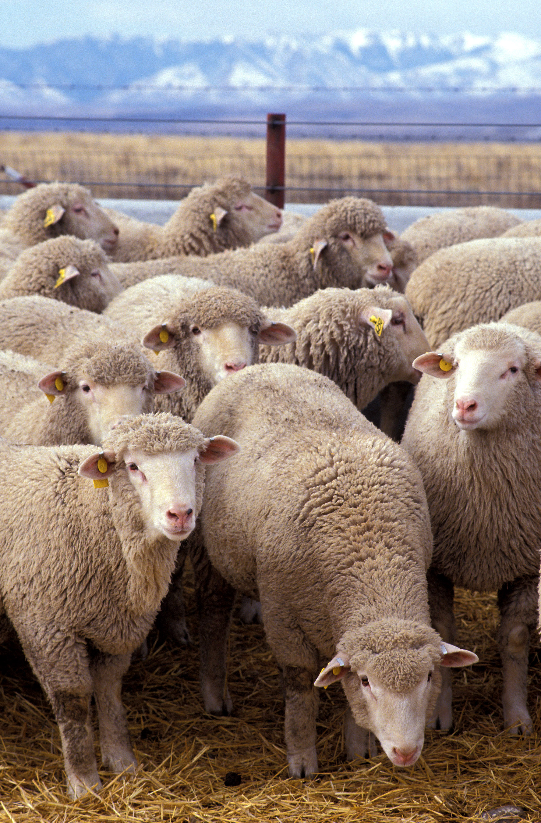 Flock_of_sheep.jpg