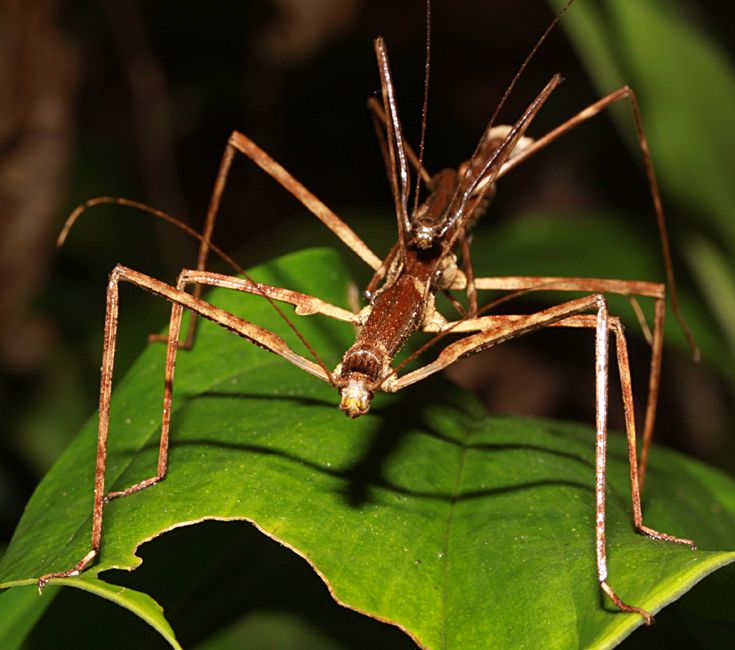 MatingBelizeStickInsects.jpg