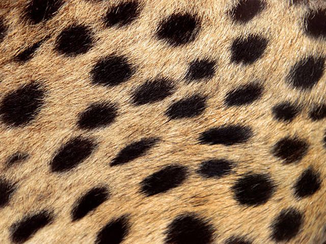 cheetahspots.jpg