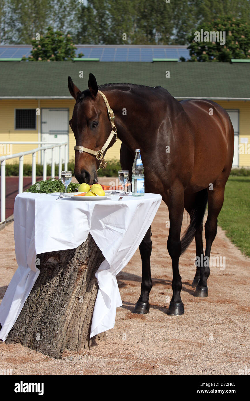 iffezheim-germany-a-horse-eats-of-a-table-setting-D72H65.jpg