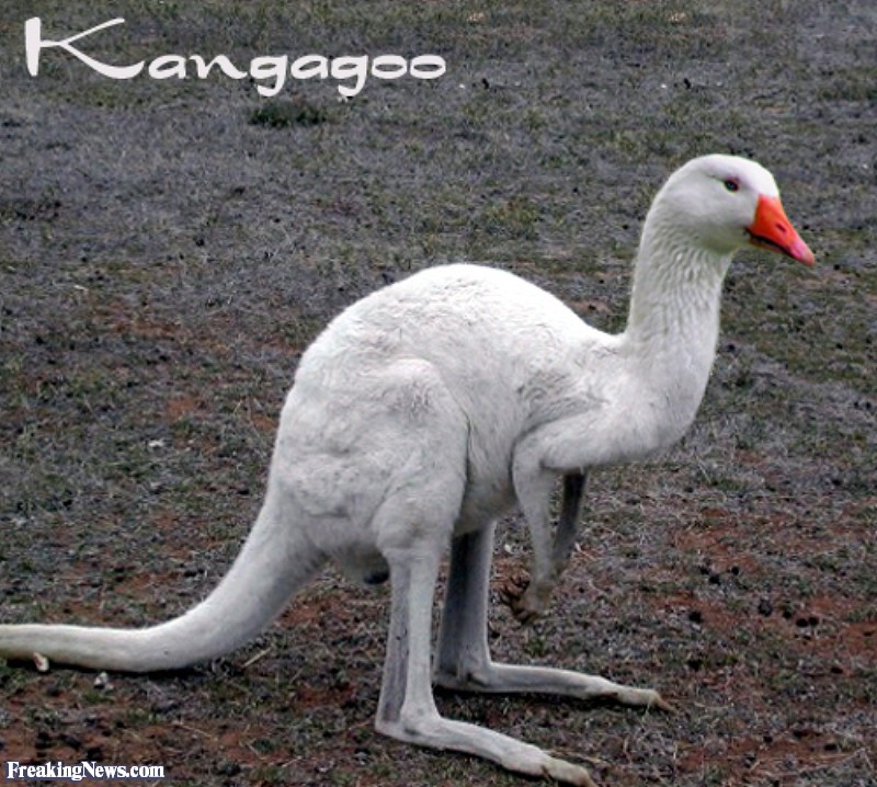 Kangaroo-goose--10414.jpg