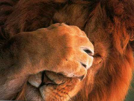 lion_facepalm.jpg