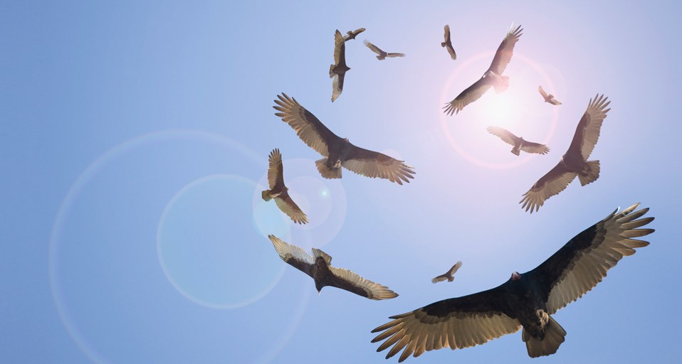 vultures-circling.jpg