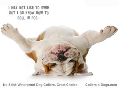 funny-bulldog-picture.jpg