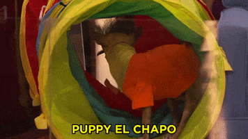 el chapo puppies GIF by Team Coco