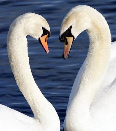 swans400x452.jpg