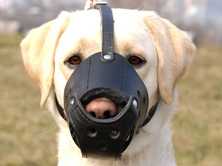 labradorr-dog-muzzle-k9.jpg