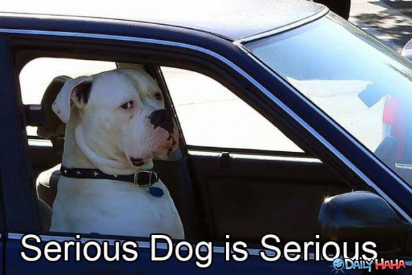 serious-dog-is-serious.jpg