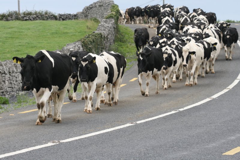 Cows%20Walking