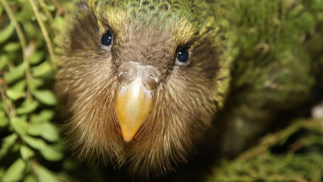 kakapo-chick-dianne-mason-hero.jpg