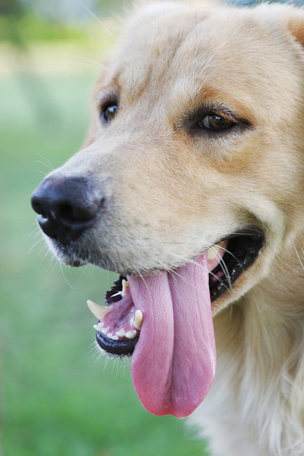 dog-its-tongue-hanging-out-1654495.jpg