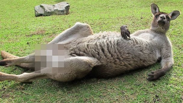 Censored_kangaroo_2648473a.jpg