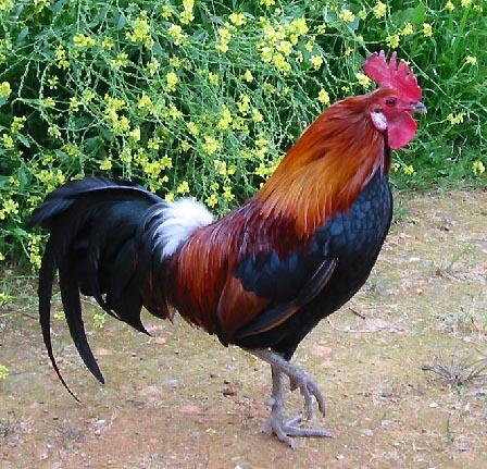 rooster-14.jpg