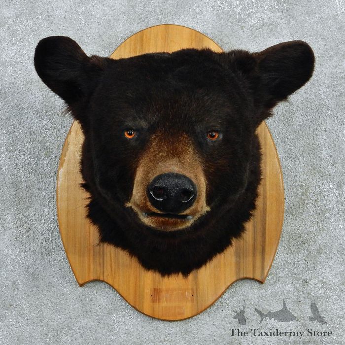 black-bear-taxidermy-shoulder-mount-_12962-for-sale-_-the-taxidermy-store.jpg