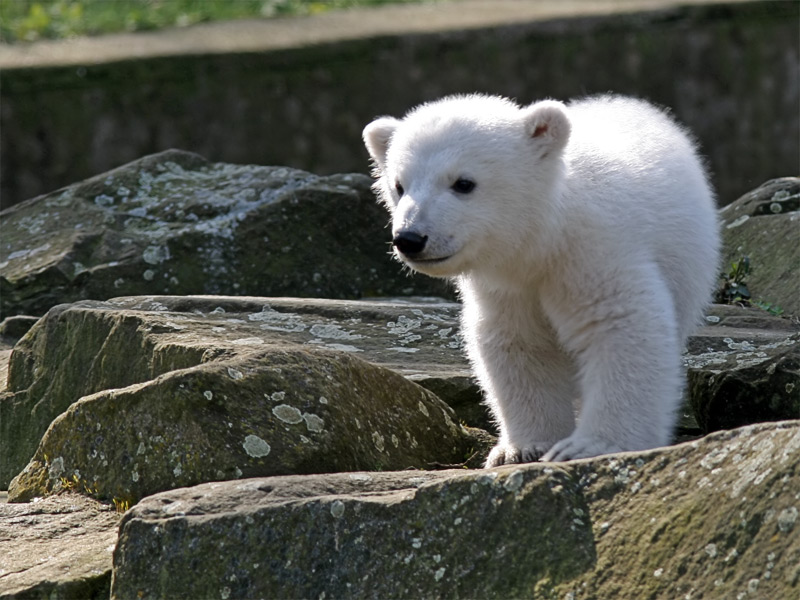 Knut_IMG_8095.jpg