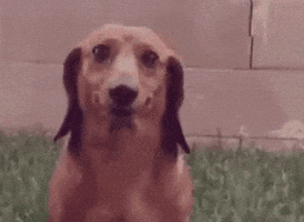 Dog Reaction GIF by MOODMAN