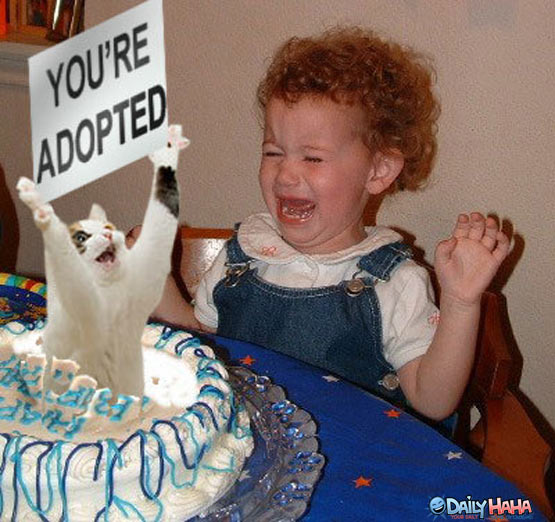 your_adopted_cake_cat.jpg