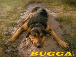 bugga-jpg.631800