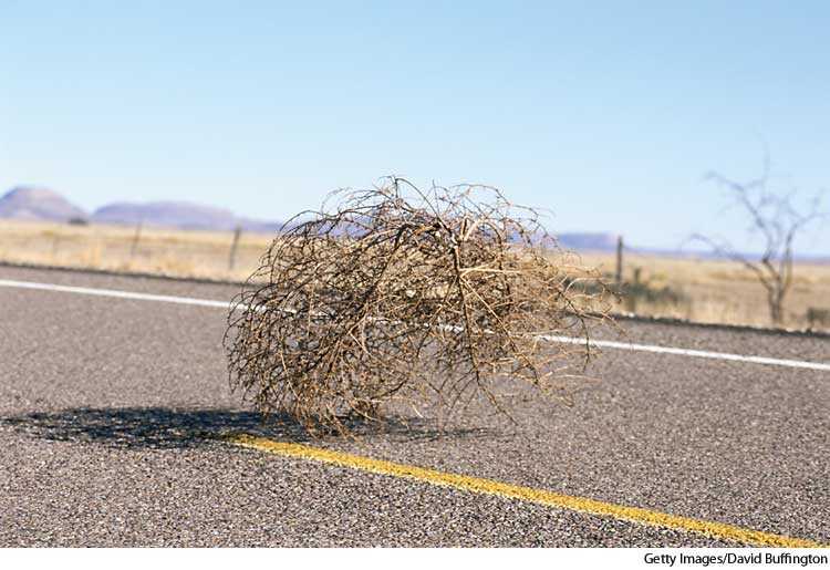 A5tumbleweed.jpg