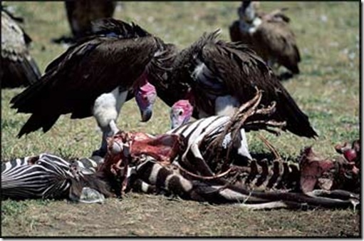 African%20vultures%20hard%20at%20work%20cleaning%20up%20the%20environment%5B5%5D.jpg