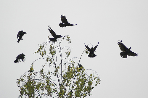 flock-of-crows1.jpg