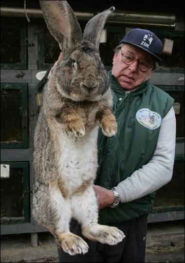 giant-rabbit3.jpg