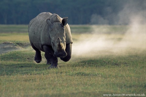 12-WHITE-RHINO-CHARGING@body.jpg