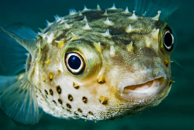 puffer-fish.jpg