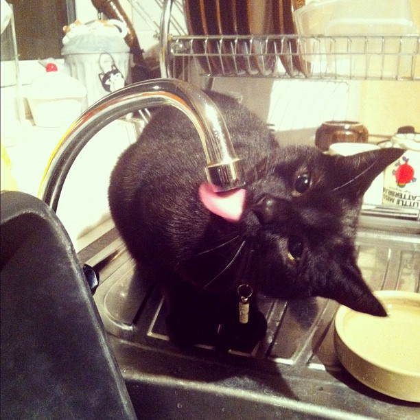 8-cat-drinking-from-faucet.jpg