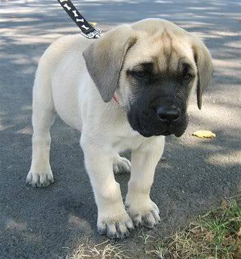 mastiff.jpg