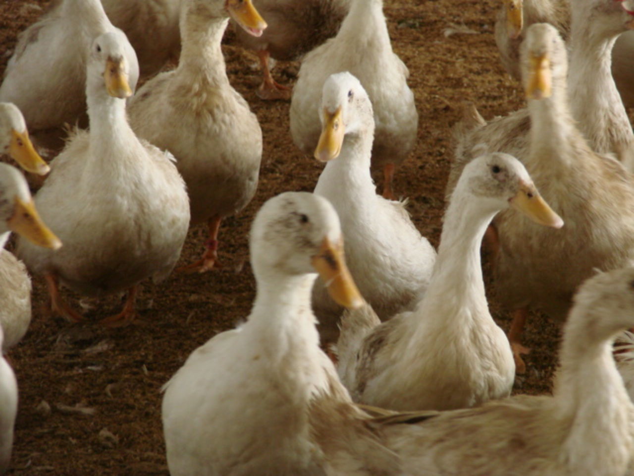 ducks-close-up-data.jpg