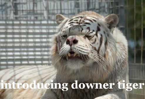 downer-tiger.jpg