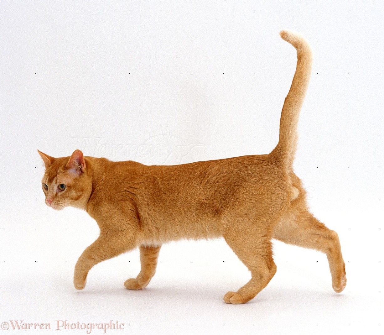 15474-Ginger-cat-walking-white-background.jpg