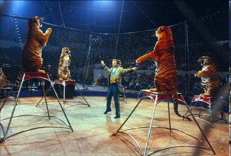 TigerCircus.jpg