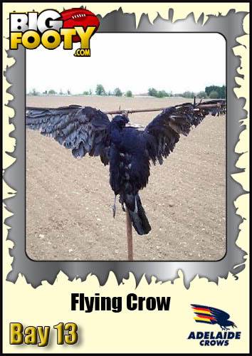 flyingcrow-1.jpg