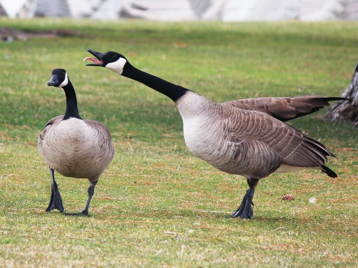 Canada-Geese.jpg