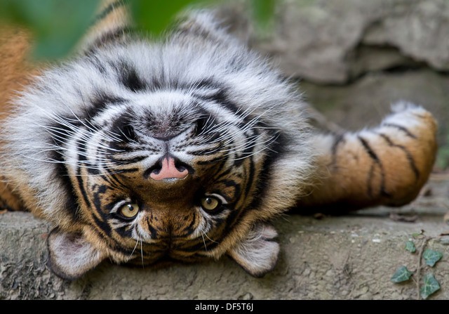 Upside down Tiger Stock Photo - Alamy