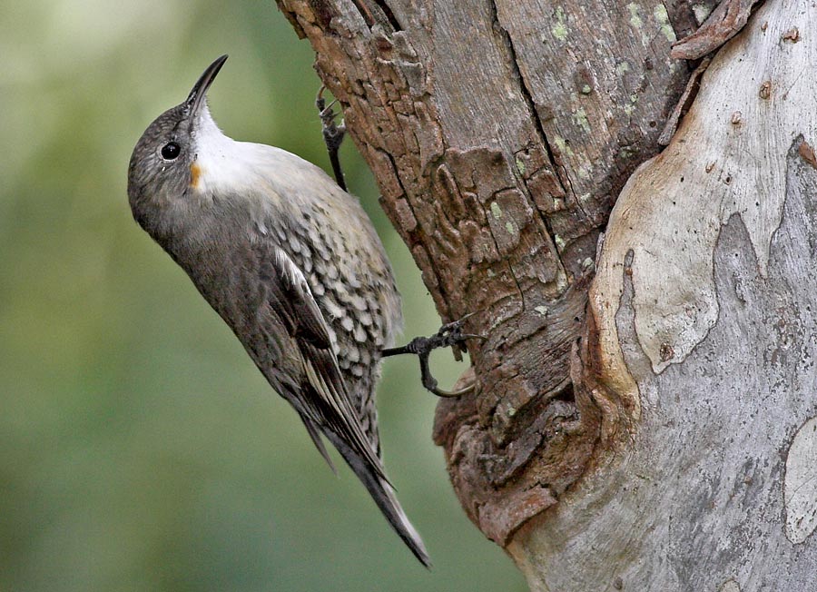 Treecreeper_White-throated%203%20%28Julian%20Robinson%29.jpg