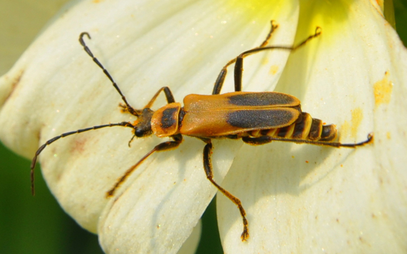 goldenrod_soldier_beetle_debbie.jpg