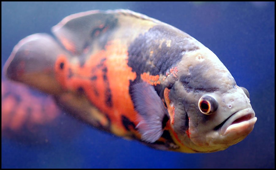 oscar-fish.jpg