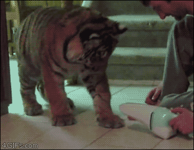 a-tiger-is-scared-by-a-hand-held-vaccum-cleaner
