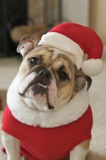 bulldog-santa.jpg