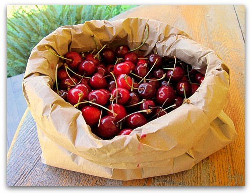 Lapin-cherries.jpg