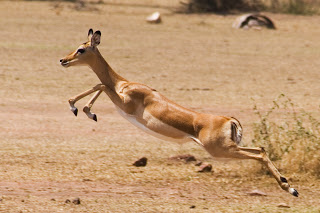 Leaping+Gazelle.jpg